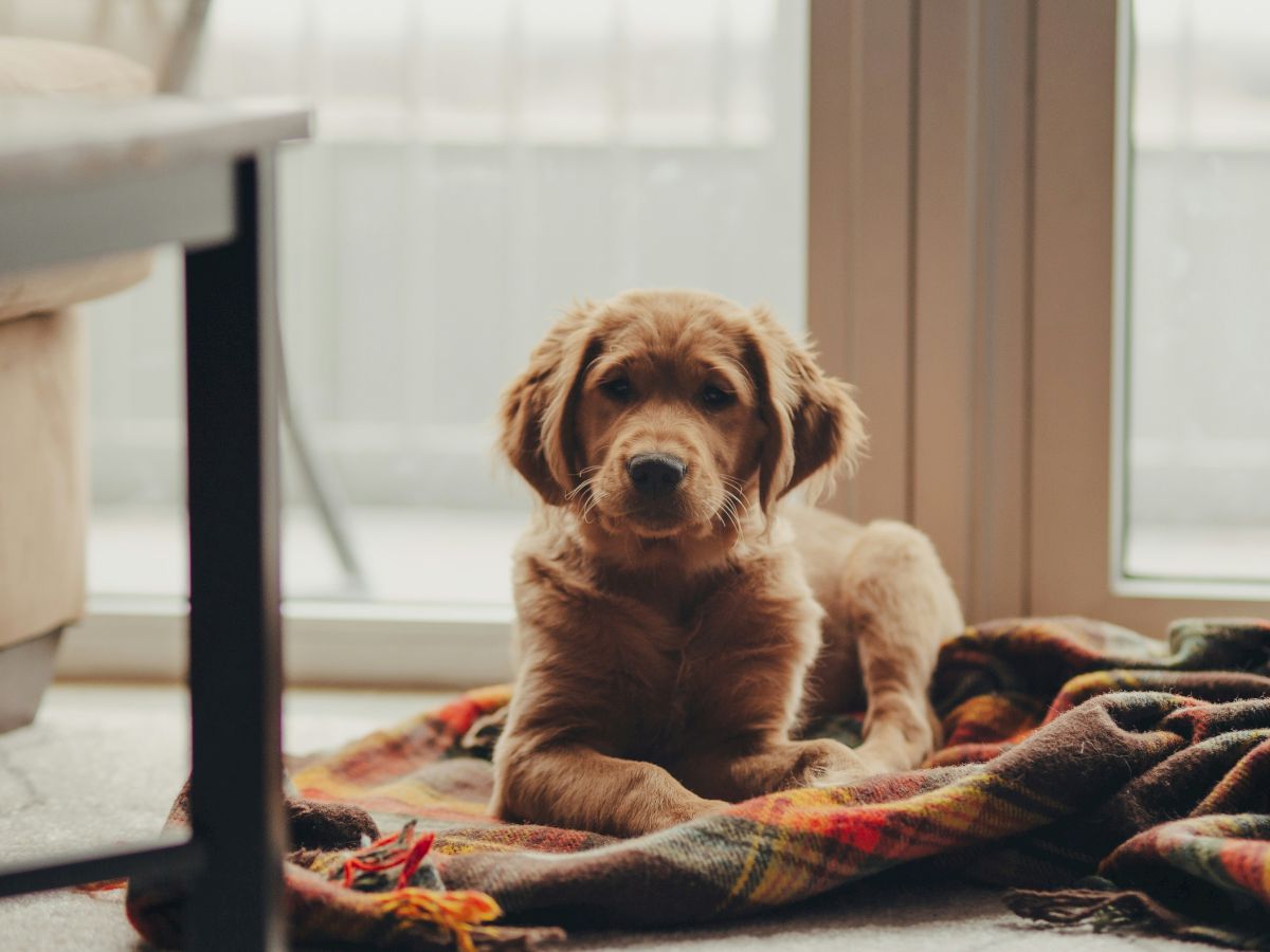 A puppy lies on a colorful blanket in front of a window, with soft lighting creating a cozy atmosphere in the room.