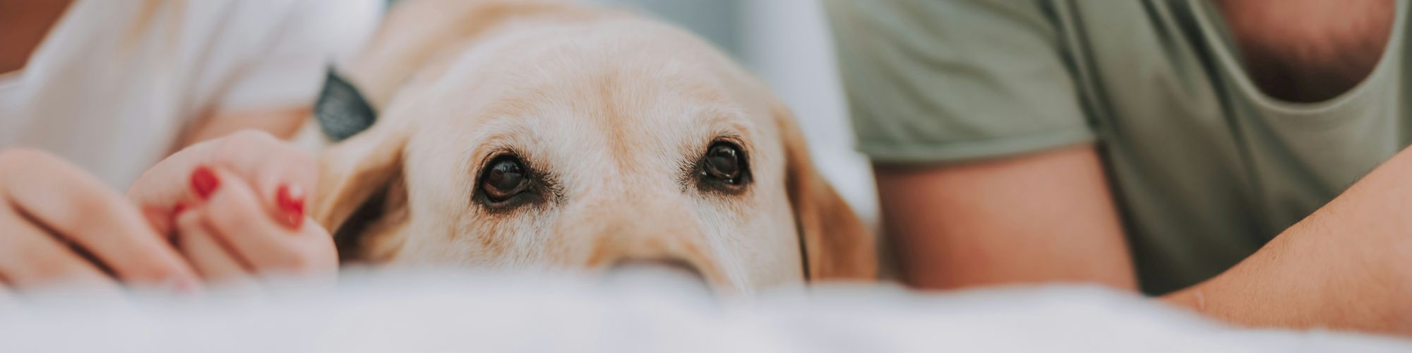 A dog is nestled between two people lying down, partially visible on a bed.
