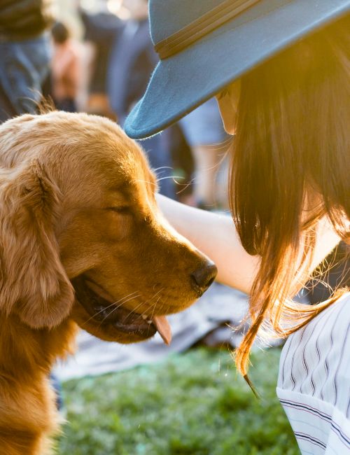 A person in a hat is petting a golden retriever in a sunlit outdoor setting, creating a warm and peaceful scene.