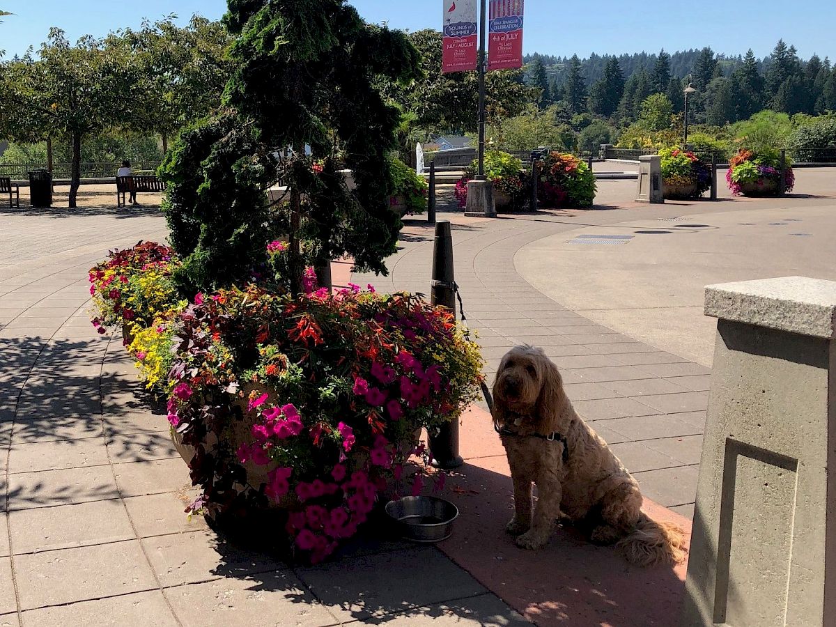 A sunny plaza with colorful flowers, a person with a dog, and another dog sitting by a pot. Trees and banners are in the background.