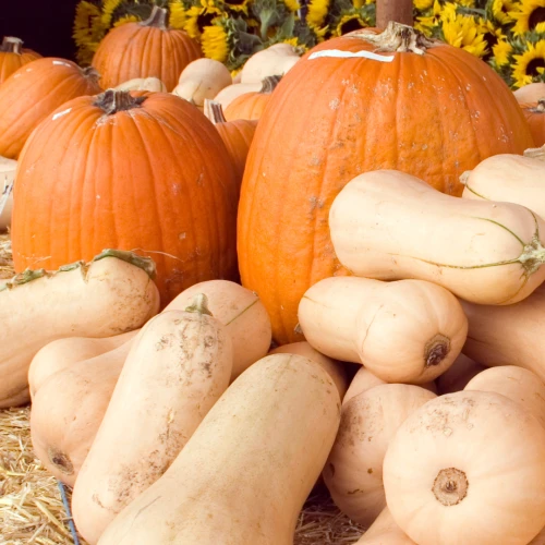 The image shows pumpkins and butternut squash surrounded by sunflowers, all placed on straw, creating a rustic, autumnal scene.