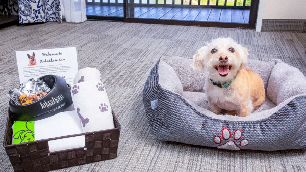 A small white dog lounges in a gray bed while a gift basket with dog-themed items sits on the carpet.