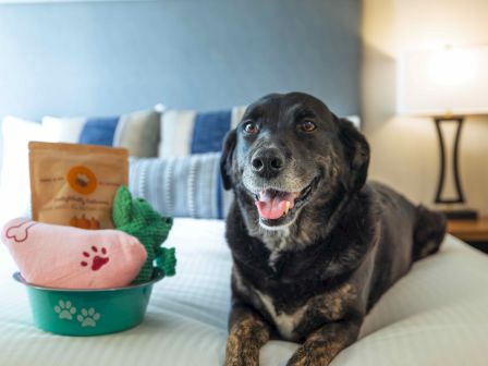 A happy dog lounging on a bed with a colorful toy set and snacks, ready for cuddle time.