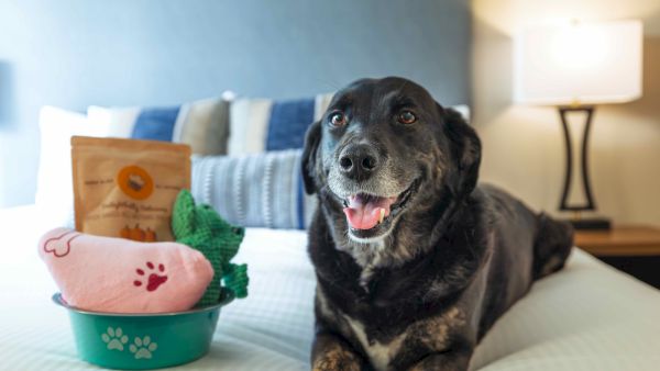 A happy black-and-tan dog sits by a bowl of treats and toys on a couch near a lamp.