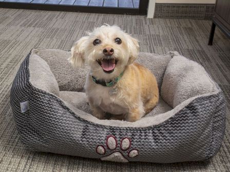 A happy dog sits in a bed next to a basket with a blanket, dog food, and a welcome sign on a carpeted floor.