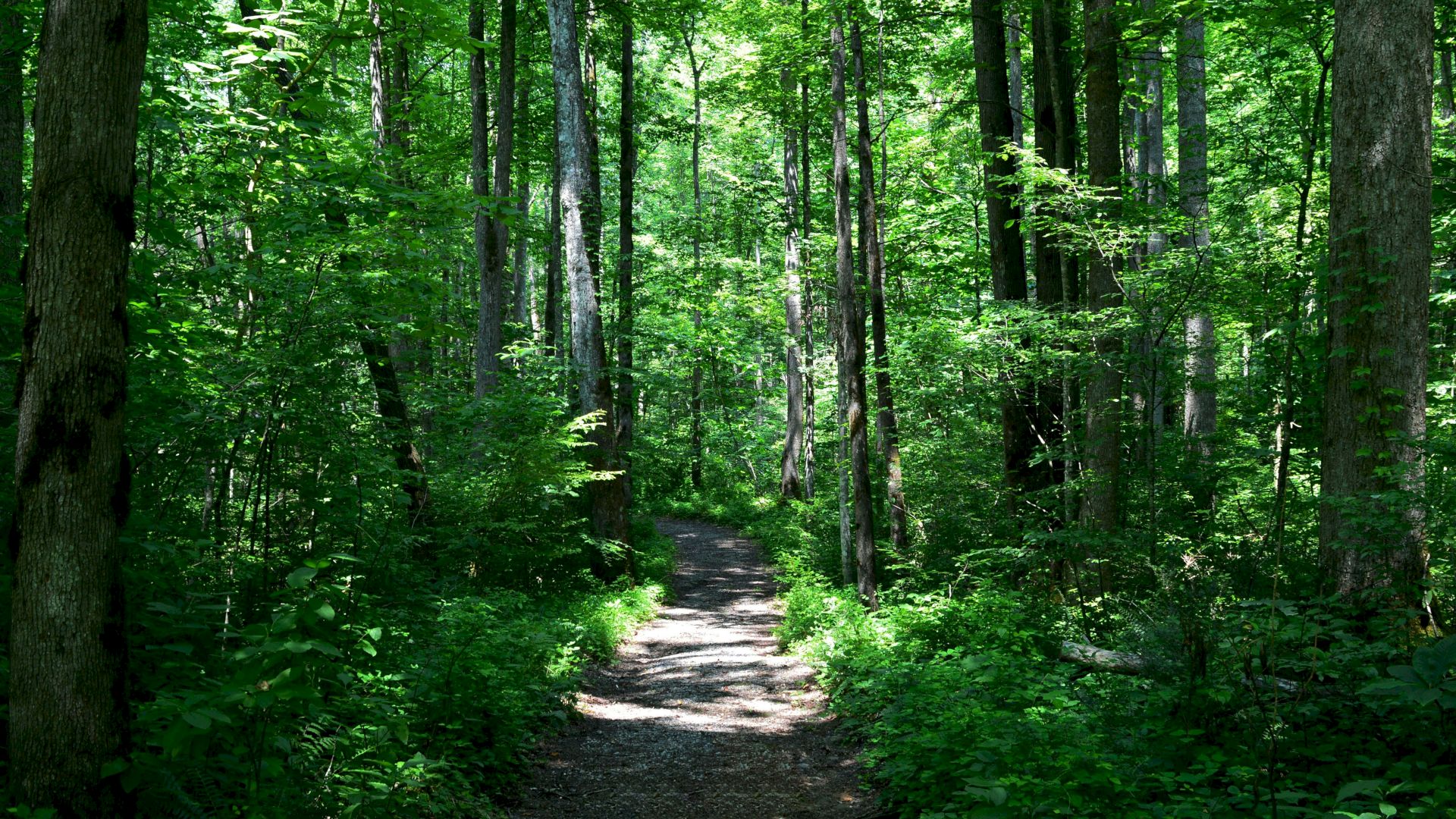 A sunlit forest path winds through tall trees and lush green undergrowth, inviting a peaceful hike through dense woodland.