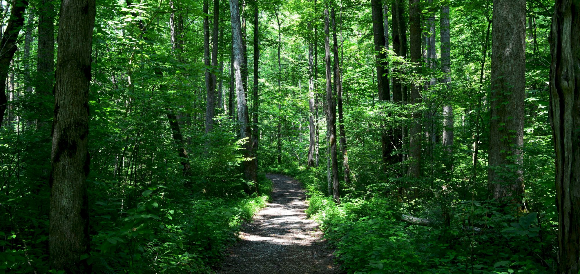 A sunlit forest path winds through tall trees and lush green undergrowth, inviting a peaceful hike through dense woodland.
