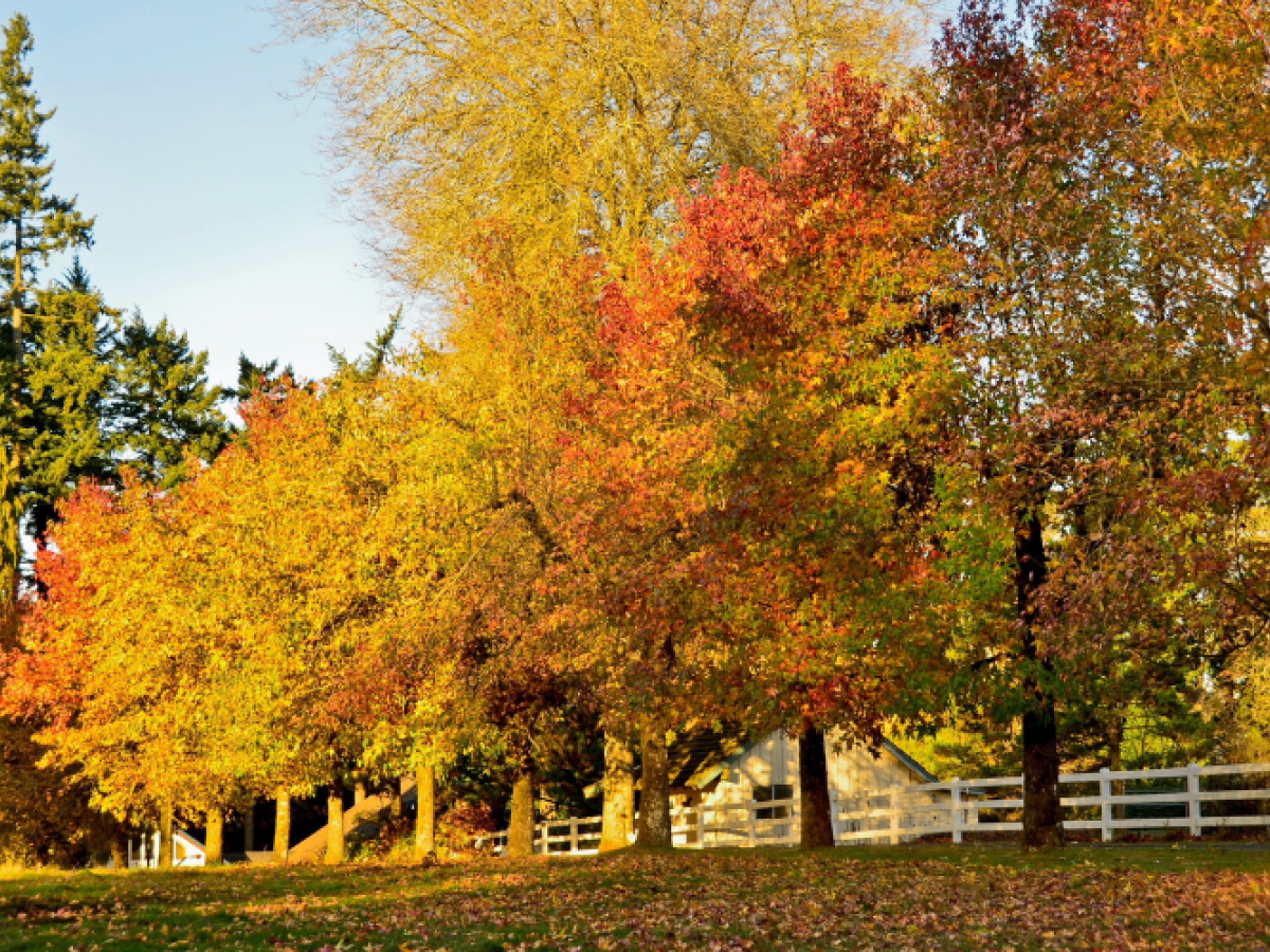 The image shows a row of trees with colorful autumn foliage next to a white fence under a clear sky.