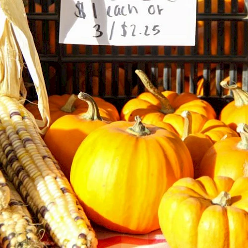 Small pumpkins and ears of decorative corn are displayed on a table, with a price sign indicating their cost.