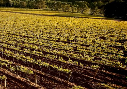 A lush vineyard stretches across rolling hills under a cloudy sky, surrounded by green trees and distant landscapes.