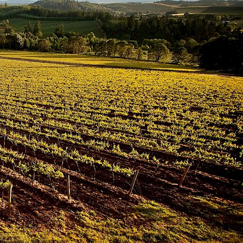 A lush vineyard stretches across rolling hills under a cloudy sky, surrounded by green trees and distant landscapes.