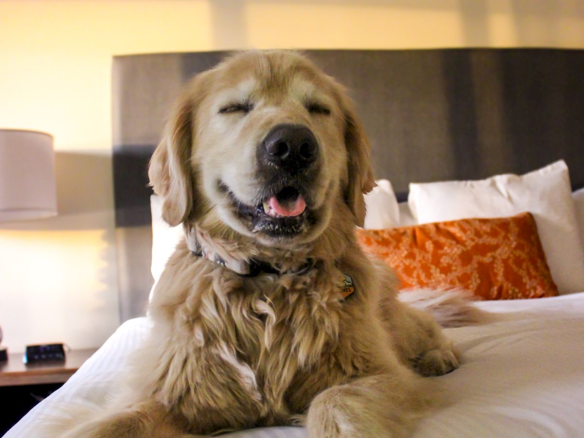 A happy golden retriever is lying on a bed, with its tongue out and eyes closed, surrounded by pillows and a warm-lit room.