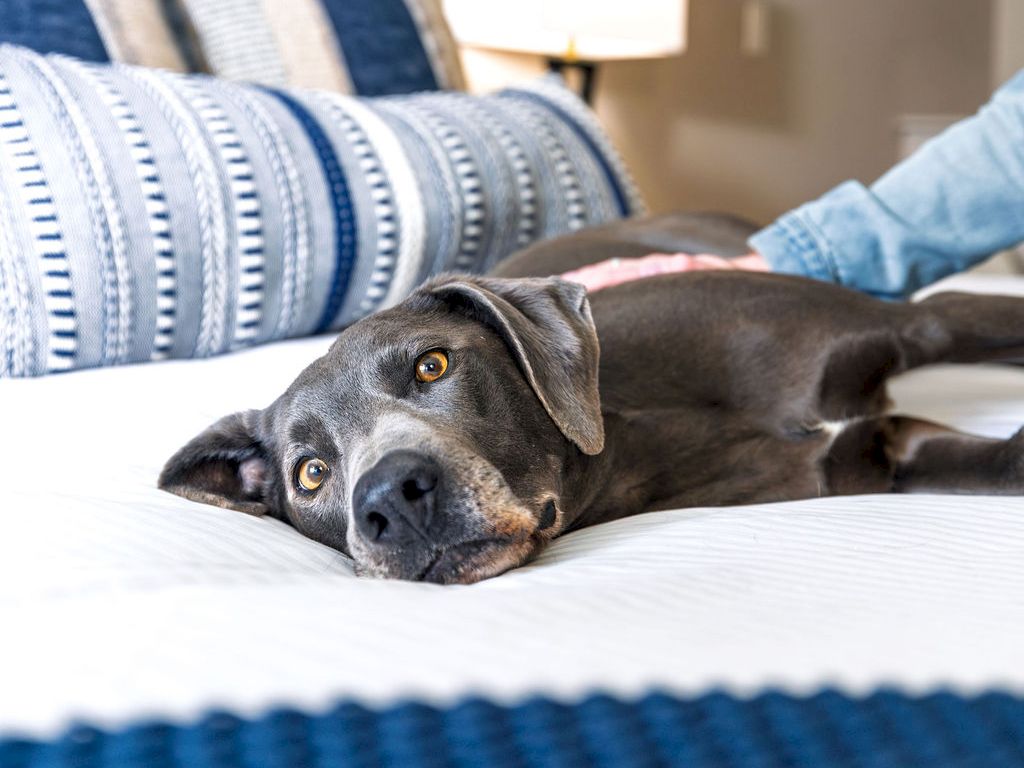 A relaxed dog lies on a bed with blue-patterned pillows and a soft, cozy hotel-like room in the background.