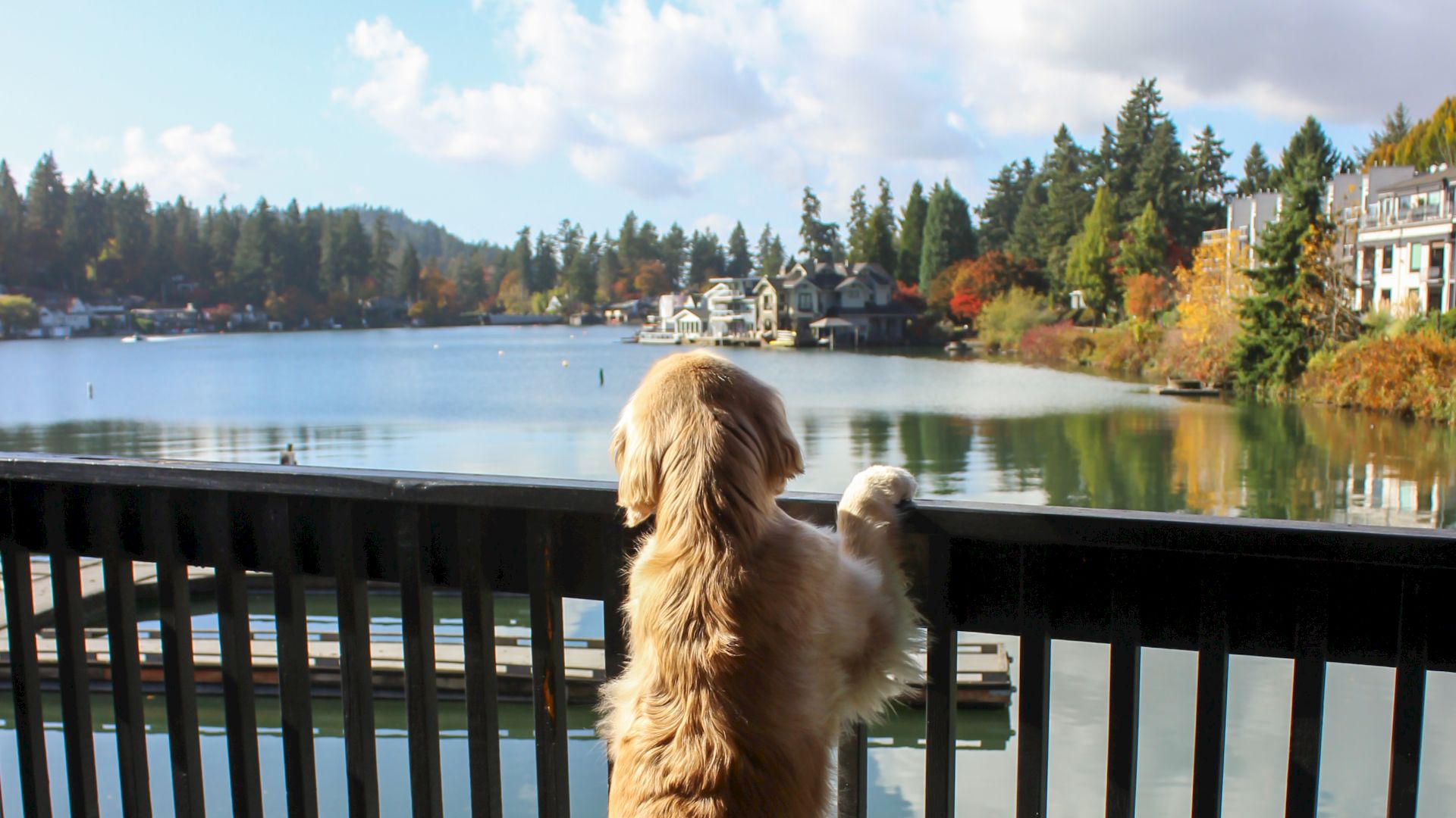 A fluffy dog stands on a deck, leaning on the railing to gaze at a tranquil lake and tree-lined shore under a bright, partly cloudy sky.