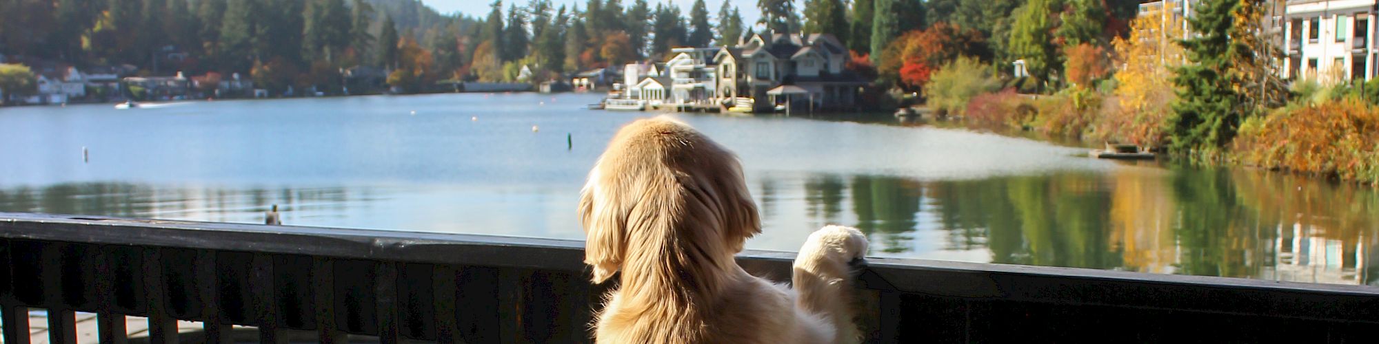 A fluffy dog stands on a deck, leaning on the railing to gaze at a tranquil lake and tree-lined shore under a bright, partly cloudy sky.