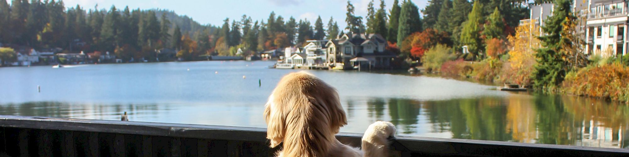 A dog stands on its hind legs, looking over a balcony at a scenic lake with trees and houses in the background.