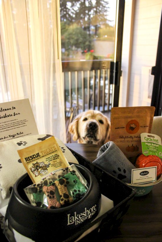 The image shows a dog peeking over a table with dog treats, a bowl, and pet supplies, set in front of a patio view.