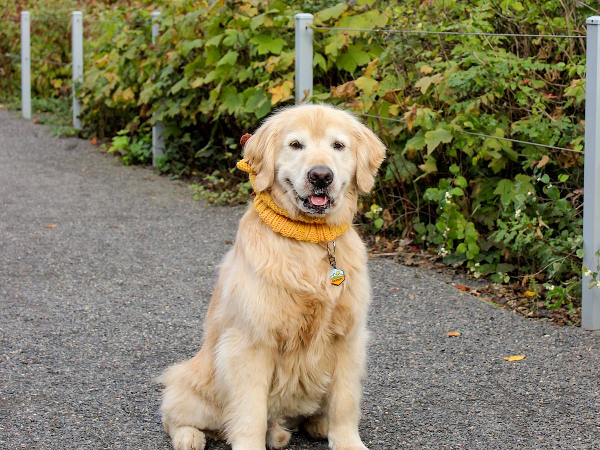 A golden retriever wearing a bandana sits on a path with bushes and a building in the background, surrounded by trees.