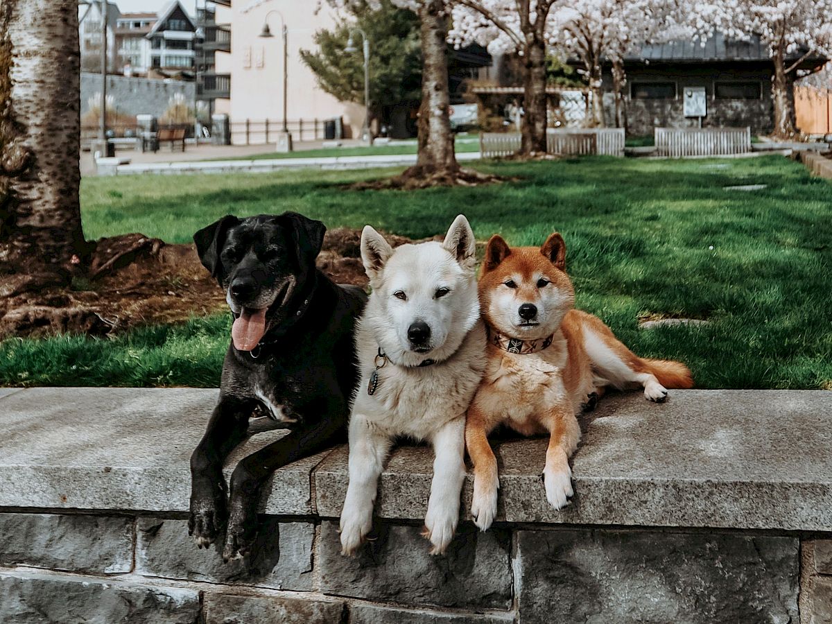 Three cozy dogs sit side by side on a low stone wall in a park, with trees and a quaint town backdrop behind them.