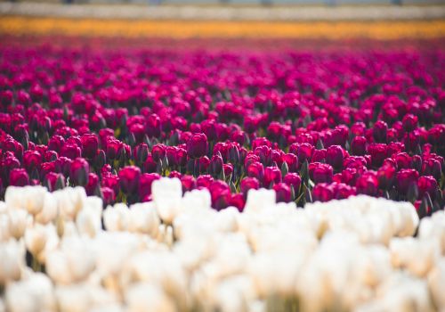 A vibrant field of pink and white tulips stretching toward the horizon, forming a colorful floral tapestry.