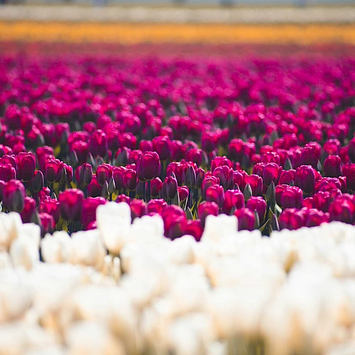 A vibrant field of pink and white tulips stretching toward the horizon, forming a colorful floral tapestry.