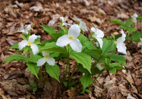 White dogwood flowers with yellow centers blooming among green leaves, emerging from a bed of brown fallen leaves.