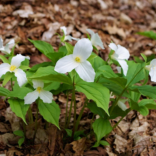 White dogwood flowers with yellow centers blooming among green leaves, emerging from a bed of brown fallen leaves.