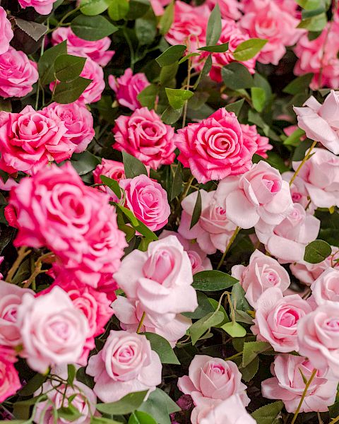 A lush bed of pink roses in varying shades, with green leaves and abundant blossoms filling the frame.