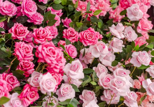 A lush bed of pink roses in varying shades, with green leaves and abundant blossoms filling the frame.
