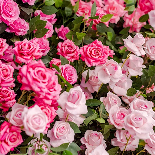 A lush bed of pink roses in varying shades, with green leaves and abundant blossoms filling the frame.